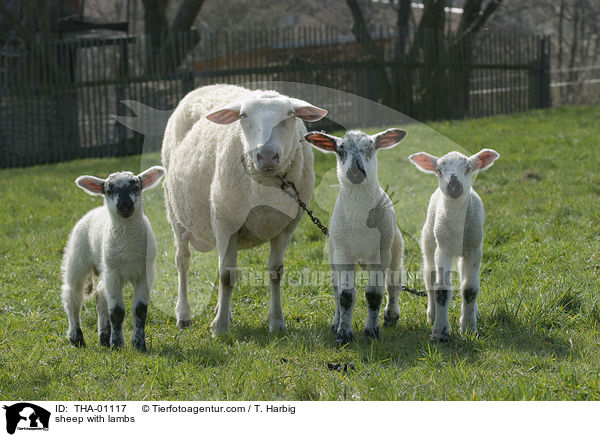 sheep with lambs / THA-01117