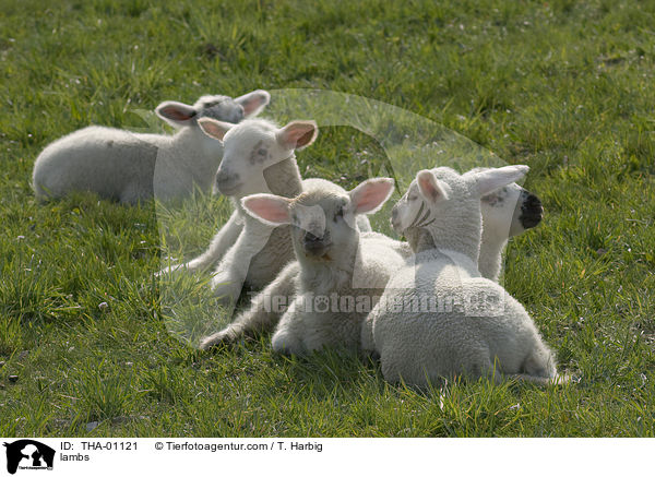 lambs / THA-01121