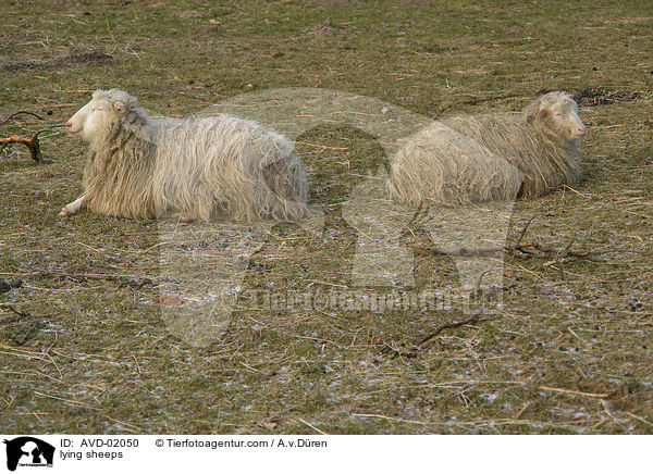 lying sheeps / AVD-02050