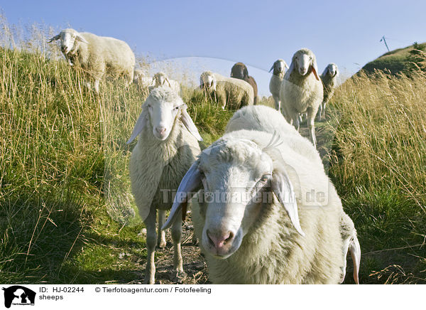 sheeps / HJ-02244