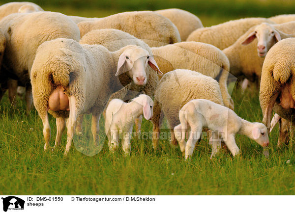 sheeps / DMS-01550