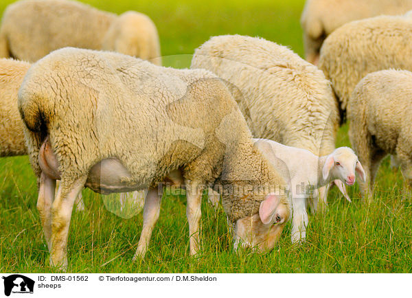 Schafe / sheeps / DMS-01562