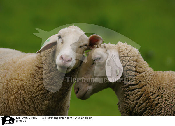 Schafe / sheeps / DMS-01568