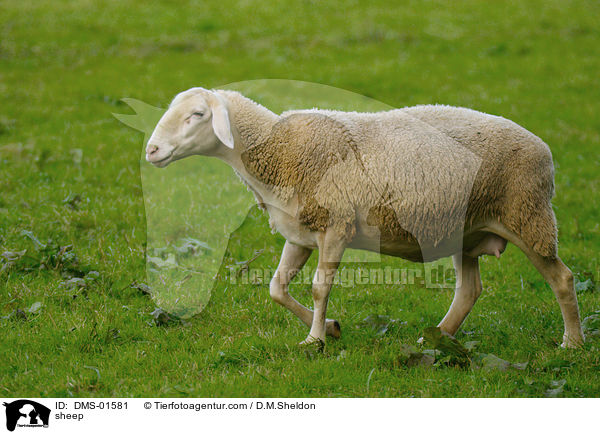 Schaf / sheep / DMS-01581