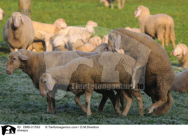 Schafe / sheeps / DMS-01592