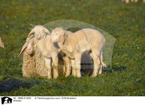 Schafe / sheeps / DMS-01695