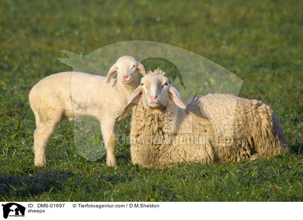 Schafe / sheeps / DMS-01697
