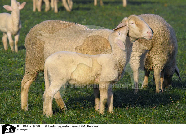 Schafe / sheeps / DMS-01698