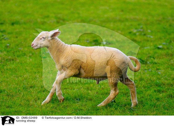 rennendes Schaf / running sheep / DMS-02489