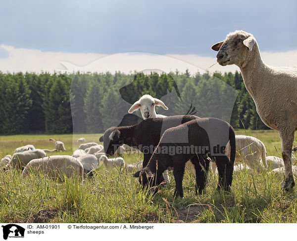 sheeps / AM-01901