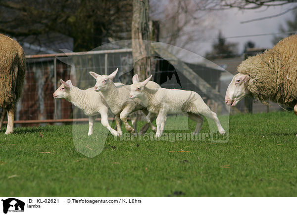 Lmmer / lambs / KL-02621