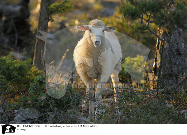 Schaf / sheep / DMS-03306