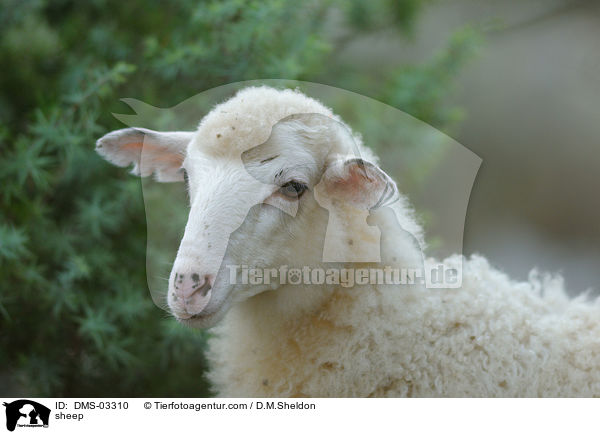 Schaf / sheep / DMS-03310