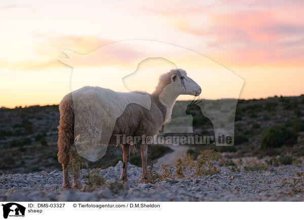 Schaf / sheep / DMS-03327