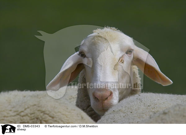 Schaf / sheep / DMS-03343