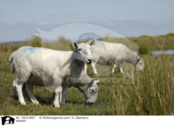 Schafe / sheeps / CD-01807