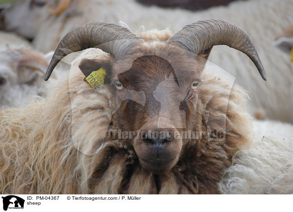 Schaf / sheep / PM-04367