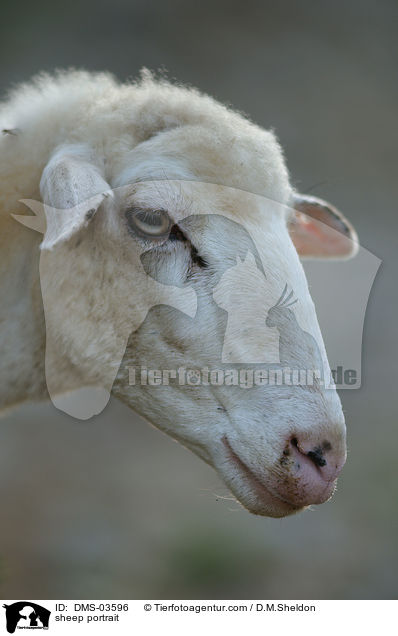 Schaf Portrait / sheep portrait / DMS-03596