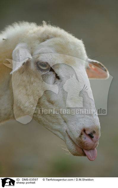 Schaf Portrait / sheep portrait / DMS-03597