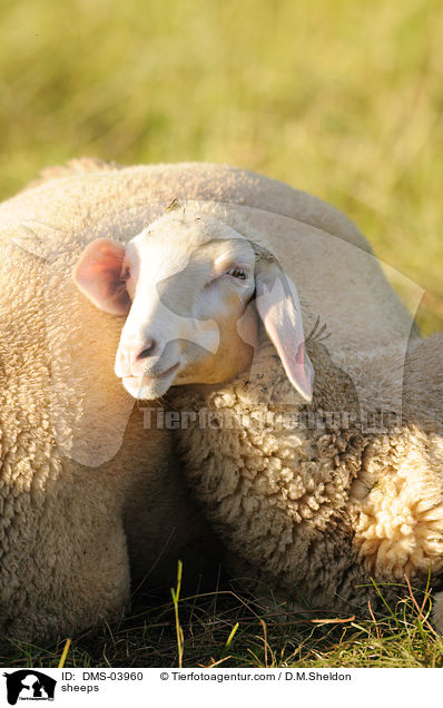Schafe / sheeps / DMS-03960