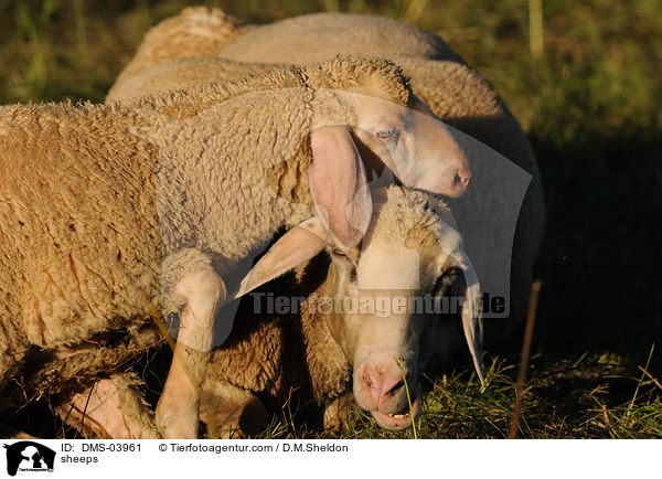 Schafe / sheeps / DMS-03961