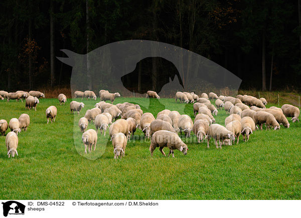 Schafe / sheeps / DMS-04522