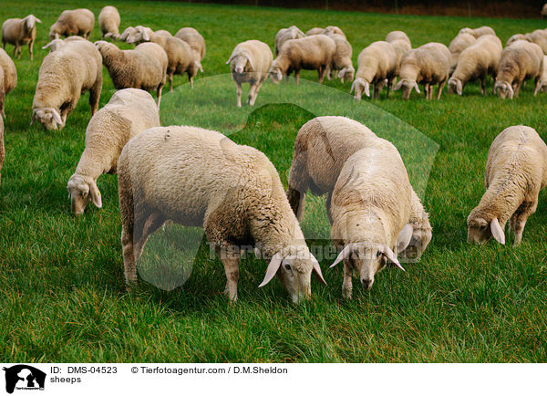 Schafe / sheeps / DMS-04523