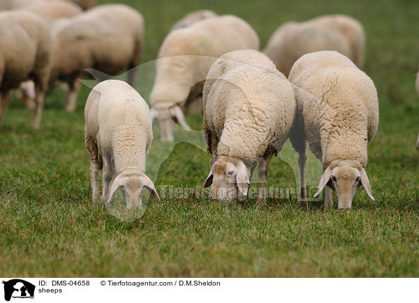 Schafe / sheeps / DMS-04658
