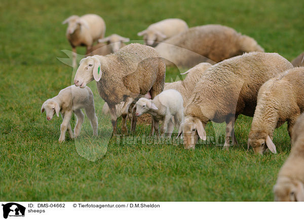 Schafe / sheeps / DMS-04662