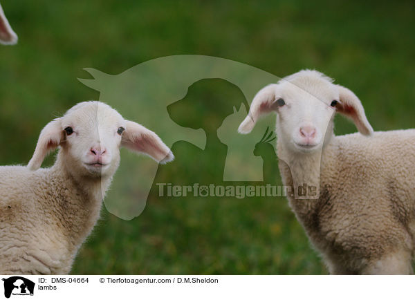 Lmmer / lambs / DMS-04664