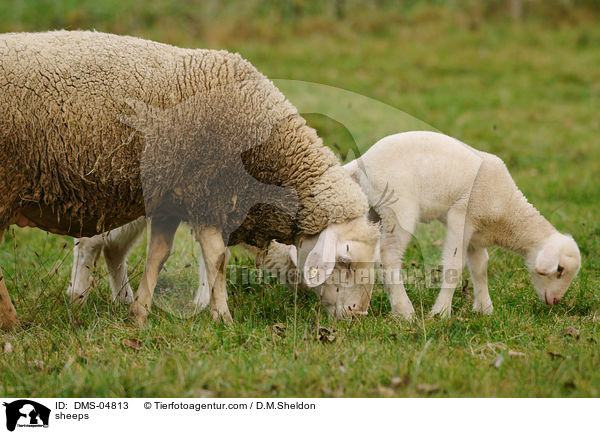 Schafe / sheeps / DMS-04813