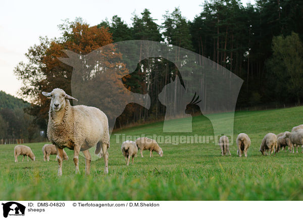 Schafe / sheeps / DMS-04820