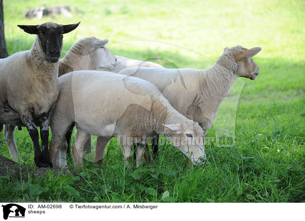 Schafe / sheeps / AM-02698