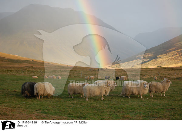 Schafe / sheeps / PM-04816