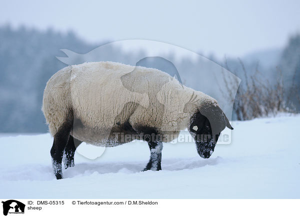 Schaf / sheep / DMS-05315