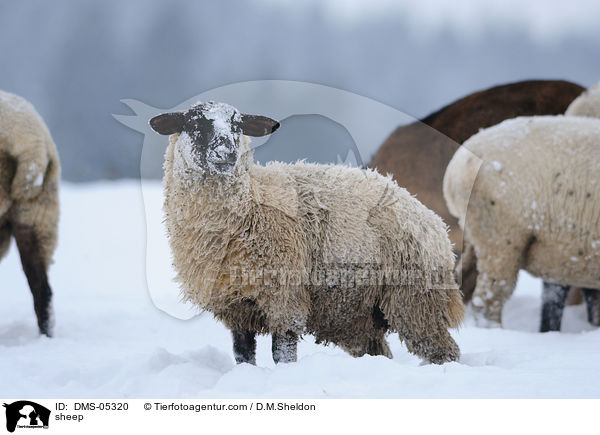 Schaf / sheep / DMS-05320