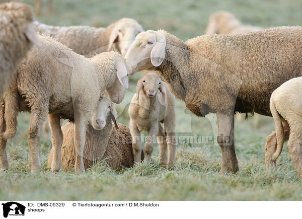 Schafe / sheeps / DMS-05329