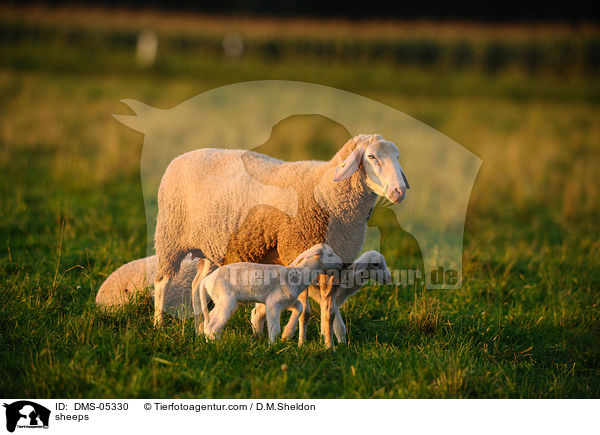 Schafe / sheeps / DMS-05330