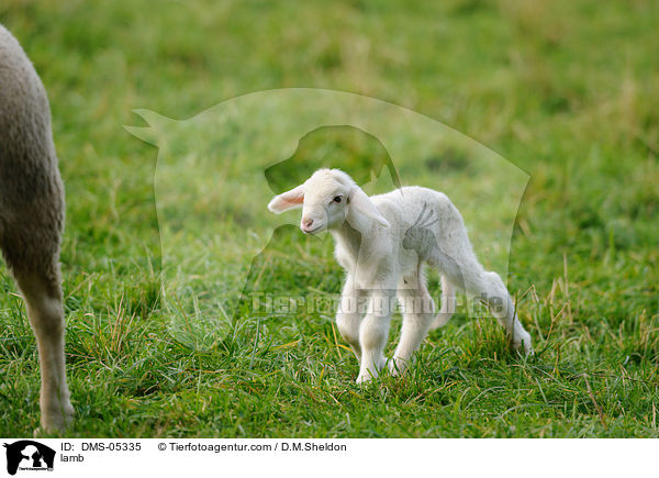 Lamm / lamb / DMS-05335