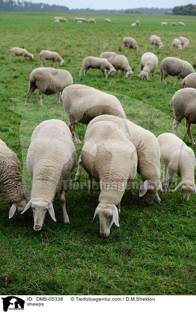 Schafe / sheeps / DMS-05336