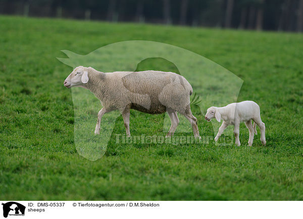 Schafe / sheeps / DMS-05337