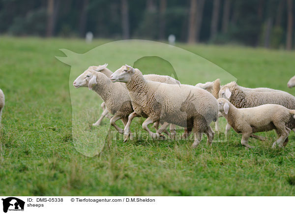 Schafe / sheeps / DMS-05338