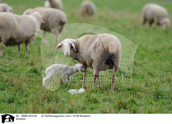 Schafe / sheeps / DMS-05339
