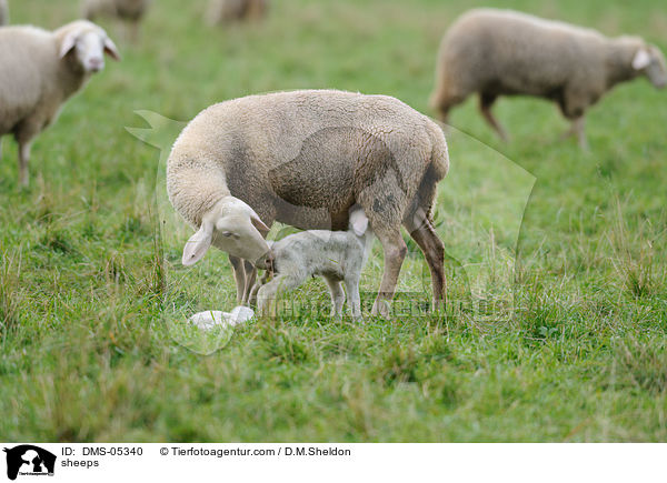 Schafe / sheeps / DMS-05340