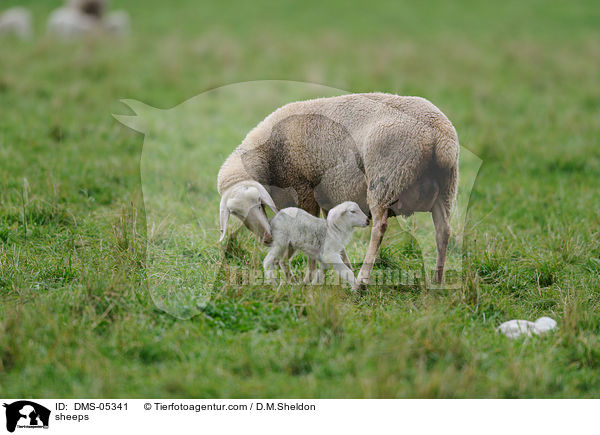 Schafe / sheeps / DMS-05341