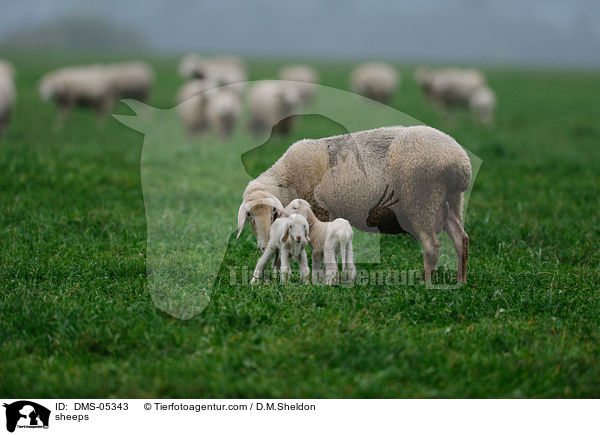 Schafe / sheeps / DMS-05343