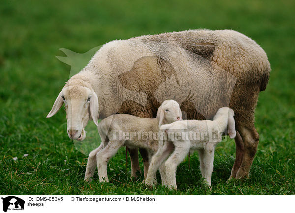 Schafe / sheeps / DMS-05345