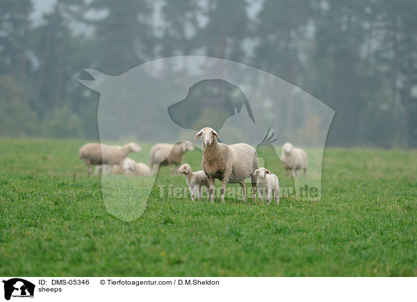 Schafe / sheeps / DMS-05346