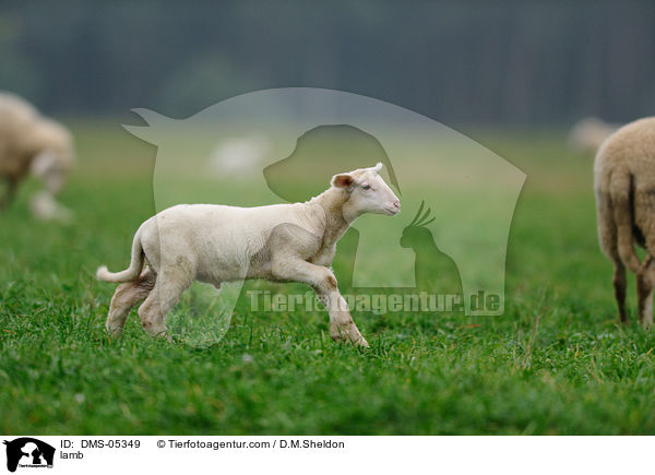Lamm / lamb / DMS-05349