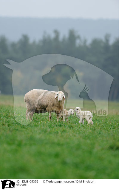 Schafe / sheeps / DMS-05352